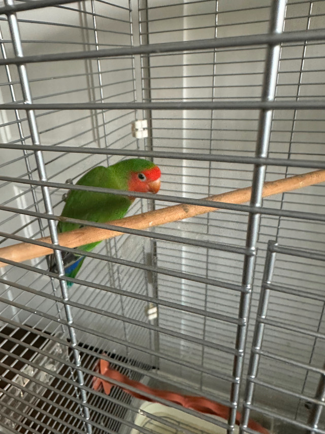 Oiseau australien dans Oiseaux à adopter  à Ville de Montréal