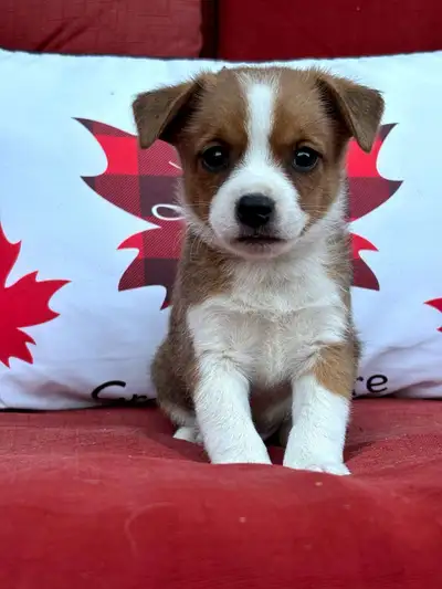 sheltie/pug cross puppies 289-271-9313, View more