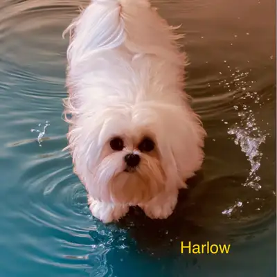 Your Place or Mine Dog Grooming, View more