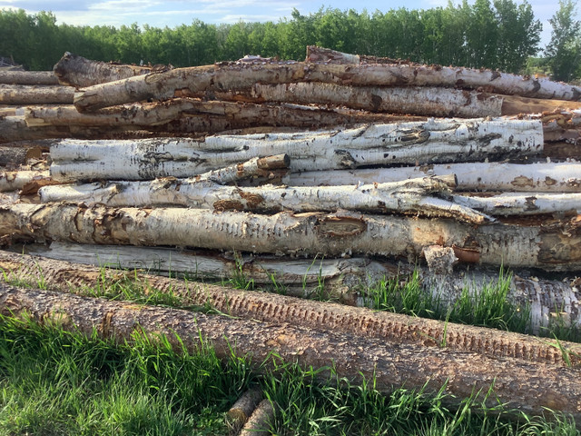 Seasoned firewood in Other in Grande Prairie - Image 4