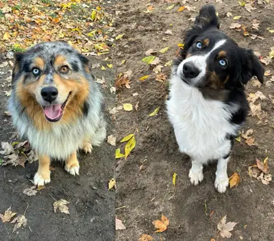 CKC Australian Shepherd Puppy - small Aussie, View more