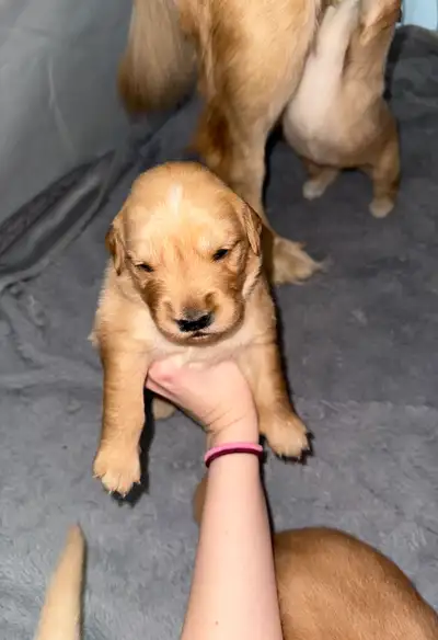 Golden Retriever Puppies — Ready for Forever Homes February 27th! We’re excited to announce that Bel...