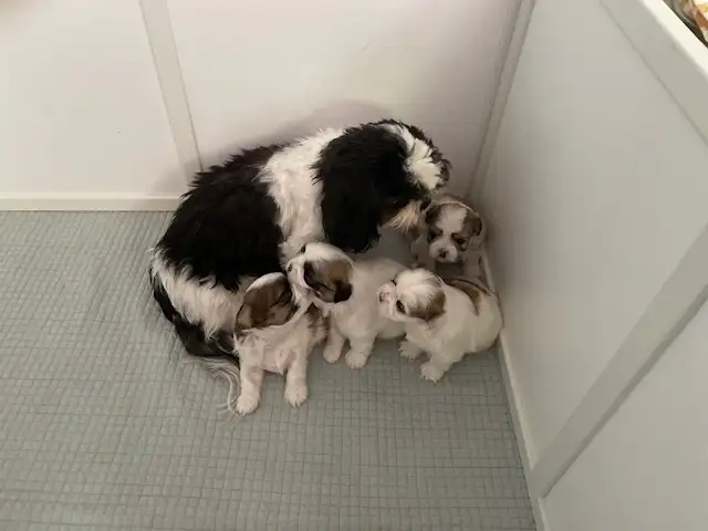 Sweet Malshi (Shih TZU / Maltese) Pups! in Dogs & Puppies for Rehoming in Comox / Courtenay / Cumberland - Image 7