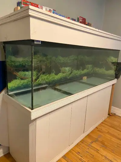 Magnifique aquarium de 140 gallons, sur meuble en bois avec couvercle en bois. Dimensions du meuble...