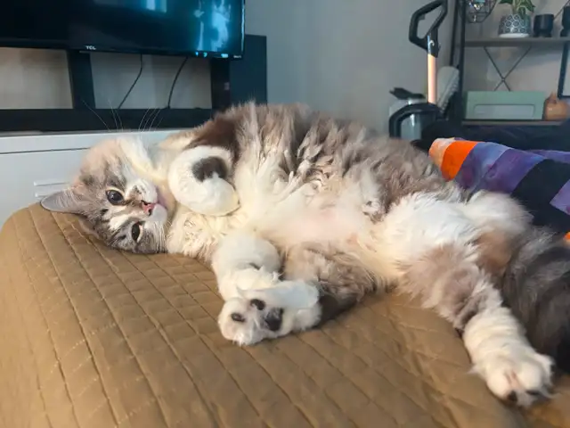 Cat for rehoming