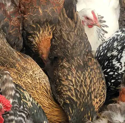 Bym hens, View more