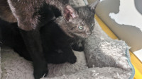 American shorthair kittens black/black tabby for adoption
