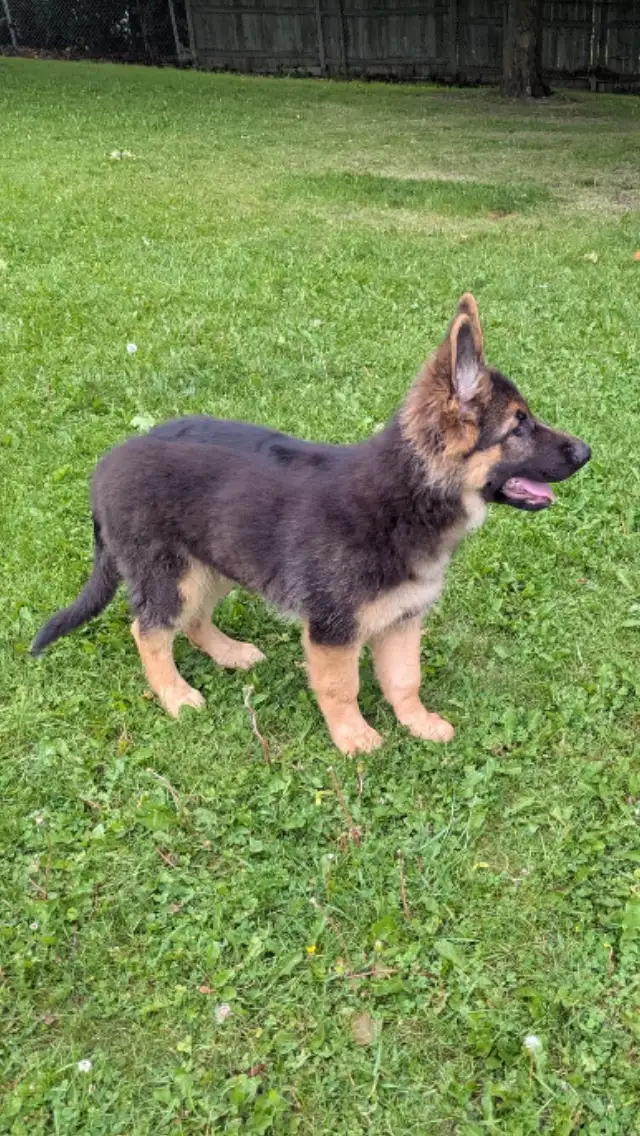 REDUCED FROM $2500  !!!!Pure Bred World Class GSD Puppies in Dogs & Puppies for Rehoming in City of Toronto - Image 8
