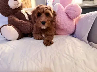 We have two beautiful Australian Labradoodle puppies available, both sweet, cuddly females with gorg...