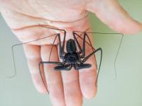 Whip spiders (Amblypygi) - Phrynus whitei adult pairs
