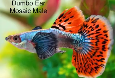 Dumbo Ear Mosaic Guppy, View more