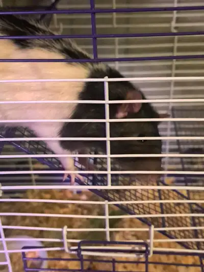 PET rat with 3 story cage needs new home, View more