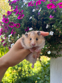 adorable chunky baby hamsters