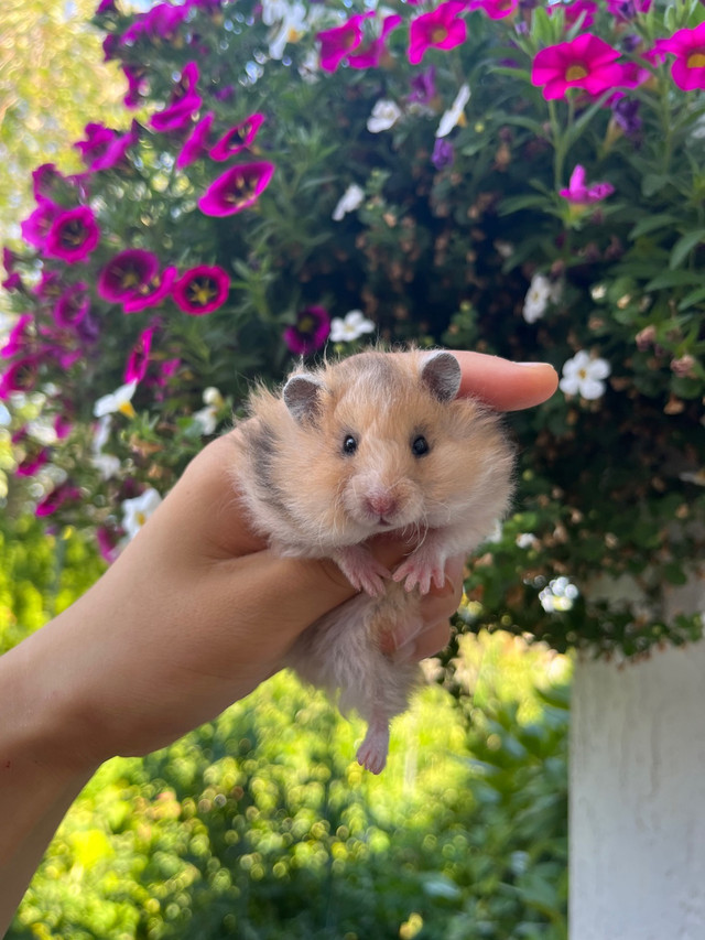 adorable chunky baby hamsters in Small Animals for Rehoming in Kelowna