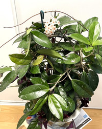 Hoya Carnosa (White Flower) Large Size Plant Ceramic Pot Inclu