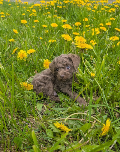 Adorable bébé caniche mâle, prêt à réserver Je communique par téléphone UNIQUEMENT, 819-432-2725 Nou...