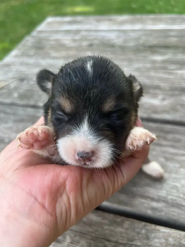 Pembroke Welsh Corgi ready to be rehome in Dogs & Puppies for Rehoming in St. Catharines - Image 7
