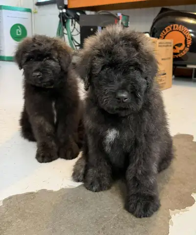 bouvier des Flandres, View more