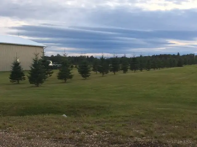 Spruce Trees For Sale62863276352769124