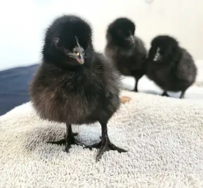 We have unsexed pure bred Ayam Cemani chicks, Hatching weekly. $50 per chick, or $40 per chick if yo...
