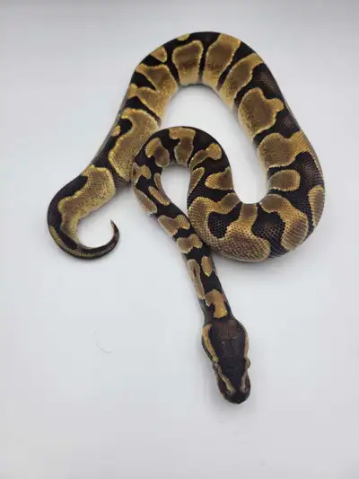 chocolate enchi het hypo ph pied , View more