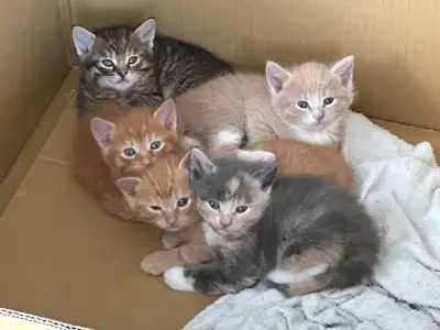 Cinq chatons née mai 2025 en santé prêts pour l’adoption. Propres, sociables et mangent bien. A• 2 t...