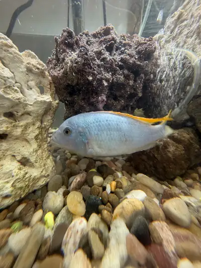 Mbuna cichlid africain , View more