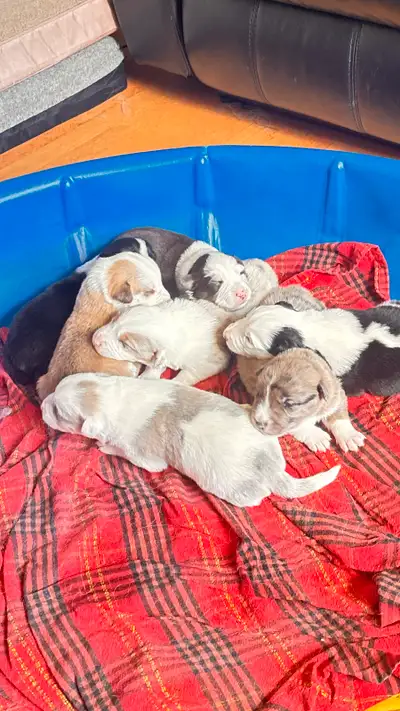 Border Colie/ Australian shepherd puppies, View more