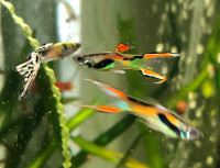 Poisson d’aquarium  guppy endler ,plantes, escargots 