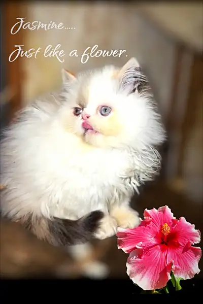 Rare bicolor Persian kittens with flat xtreme face(last three), View more