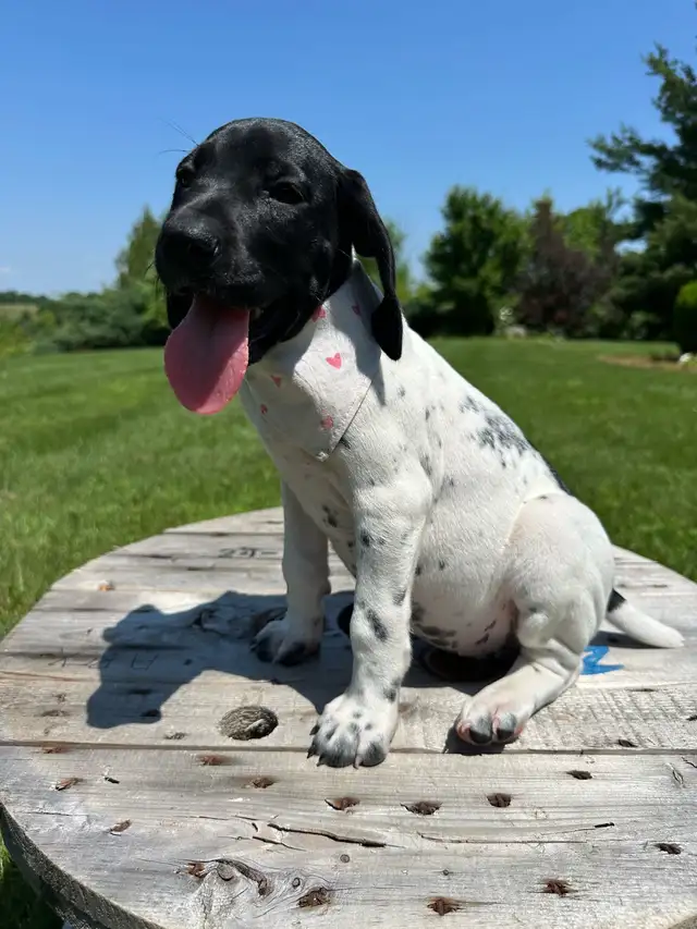 German shorthaired pointer puppies in Dogs & Puppies for Rehoming in Windsor Region - Image 11
