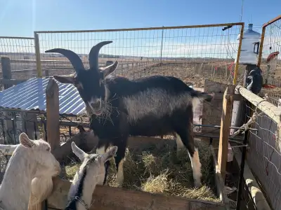 Farm Goats, View more