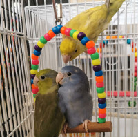 Semi-Tame Pacific Parrotlets