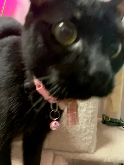 affectionate black cat needs to be rehomed, View more