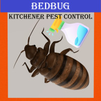 Products, Bedbug Control, Insect Pest Control 647-354-2182