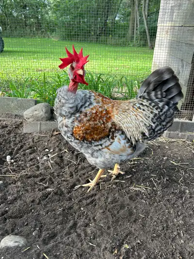 I have four young roosters who are looking for a home. Well behaved and healthy. They are all mixed...
