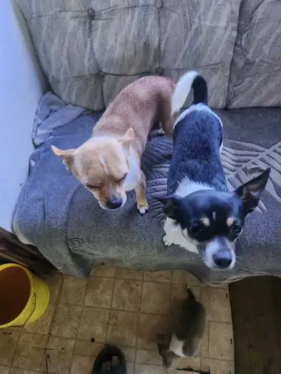 Chihuahua mix puppies, View more