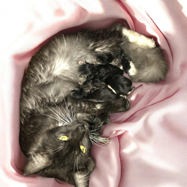 J’ai 4 beaux petits chatons 3/4 Maine Coon de disponibles! dans Chats et chatons à adopter  à Lanaudière