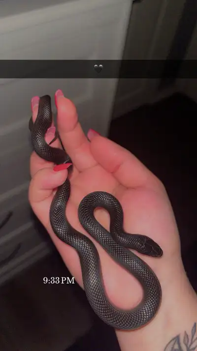 Mexican Black King Snake, View more