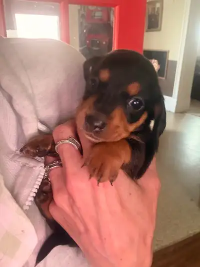 Dachshund puppies, View more
