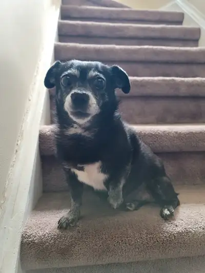 14 year old 10lb chihuahua for rehoming, View more