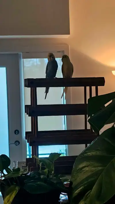 Budgie Couple (Ace and Snowy), View more