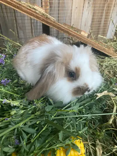 I have one sweet baby bunny left. Female lop x lion head. She was born in late May. Friendly and sup...