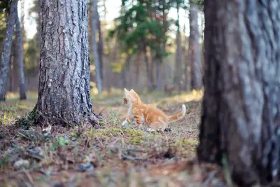 Adorable Country Kitten, View more
