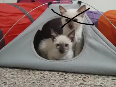 Siamese kitten for sale, View more