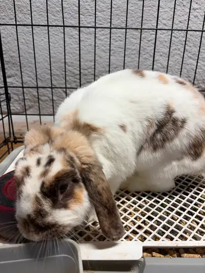 Holland Lop to Rehome, View more