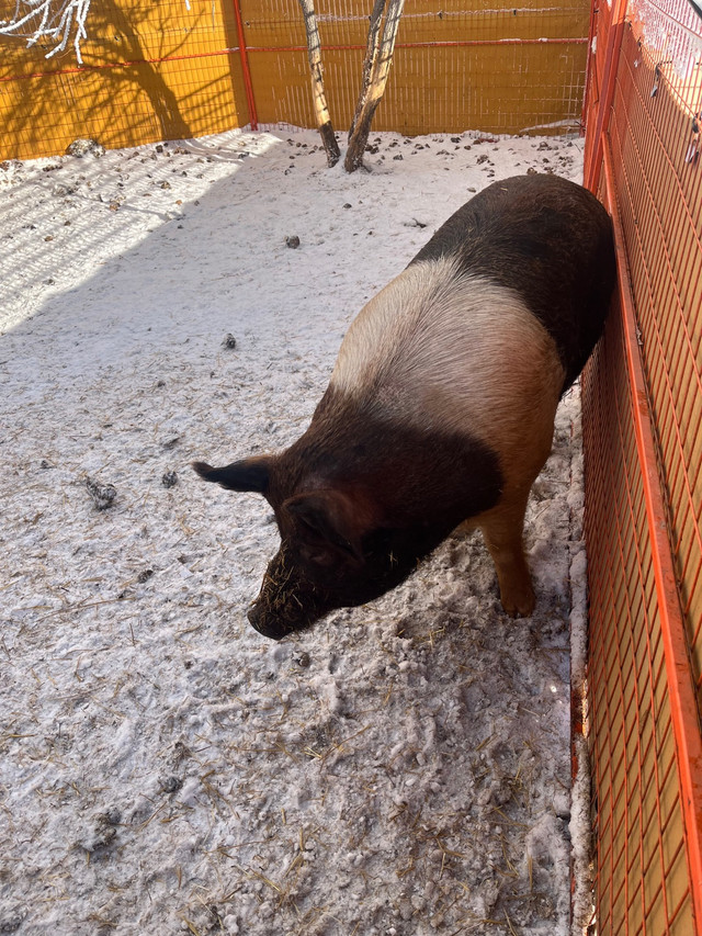 Boar for sale  in Livestock in Regina