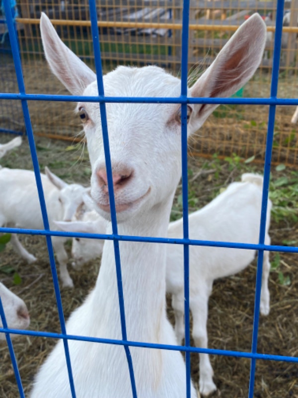 Sannon goats Livestock Calgary Kijiji