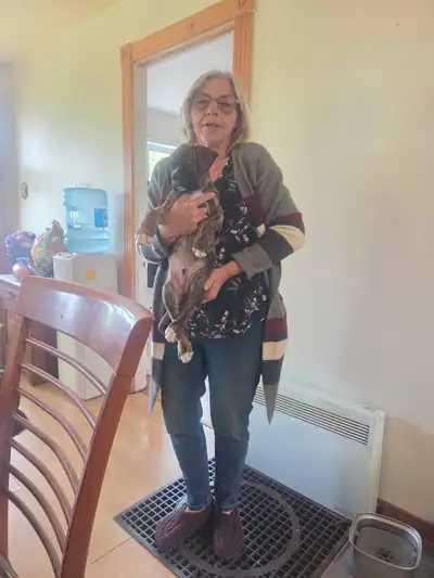 2 tres beaux chiot boxer élevée dans milieu familial manipuler a tout les jours habituer avec les ch...