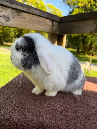 Holland Lop Buck, View more
